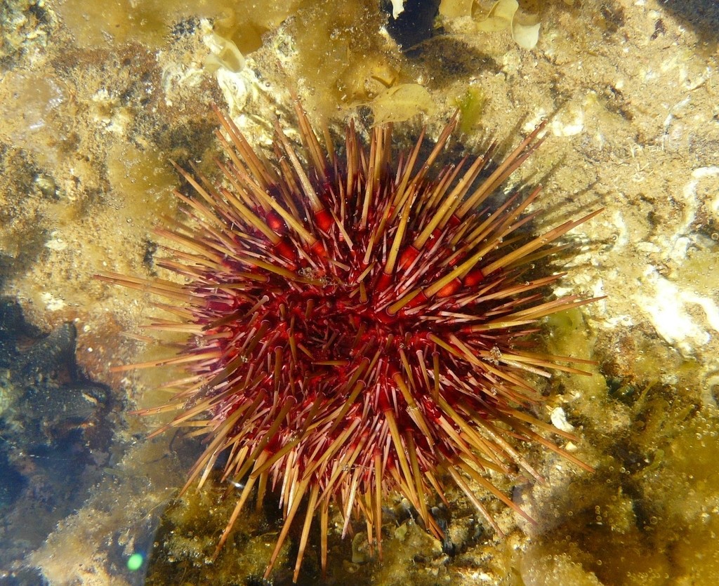 Western pacific purple sea urchin (Heliocidaris erythrogramma)