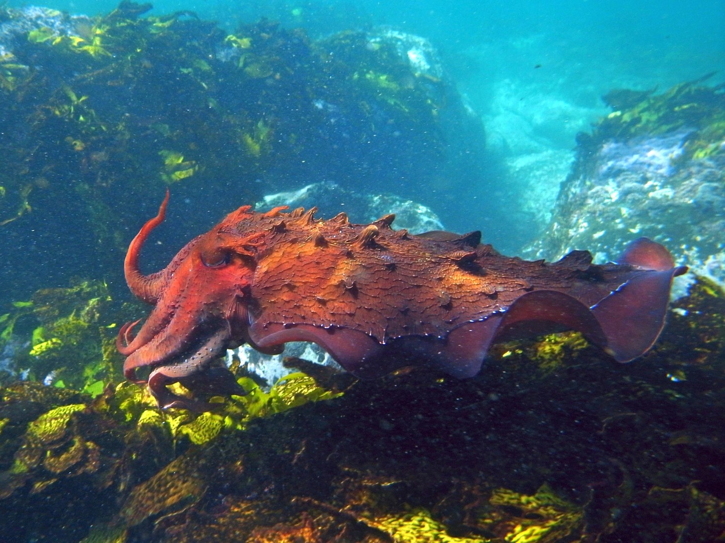Giant cuttlefish (Sepia apama)