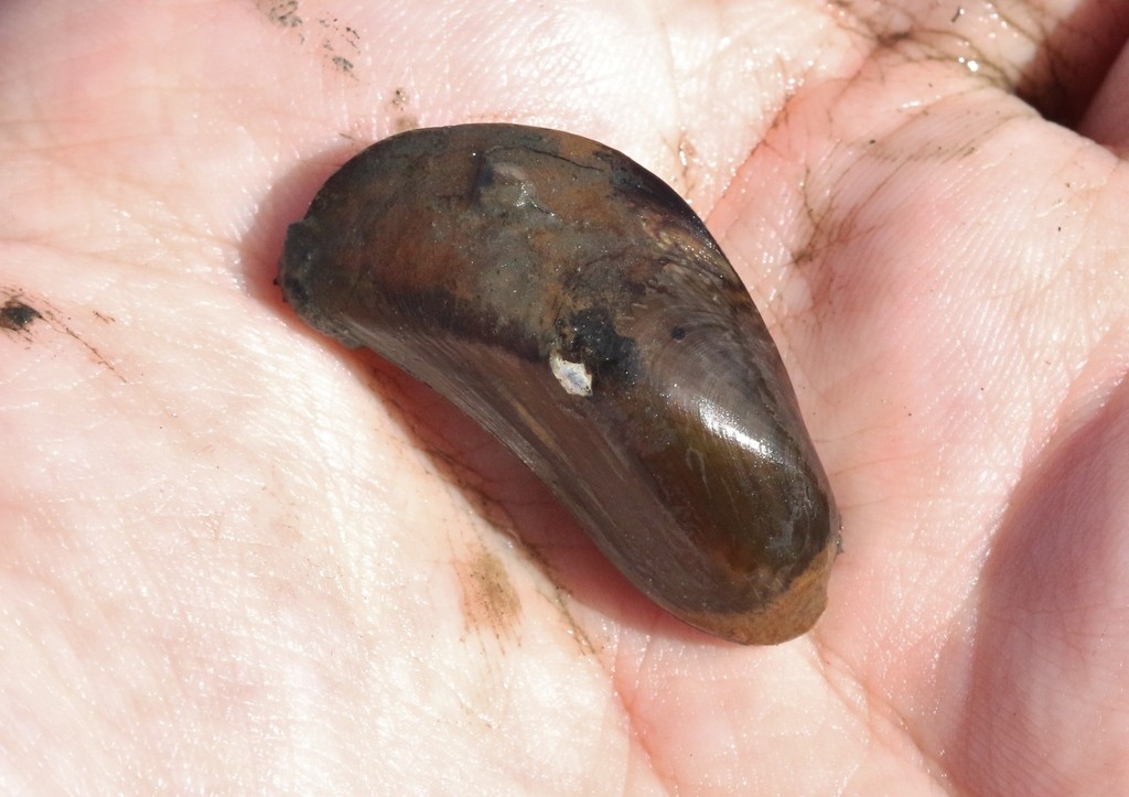 Asian date mussel (Arcuatula senhousia)