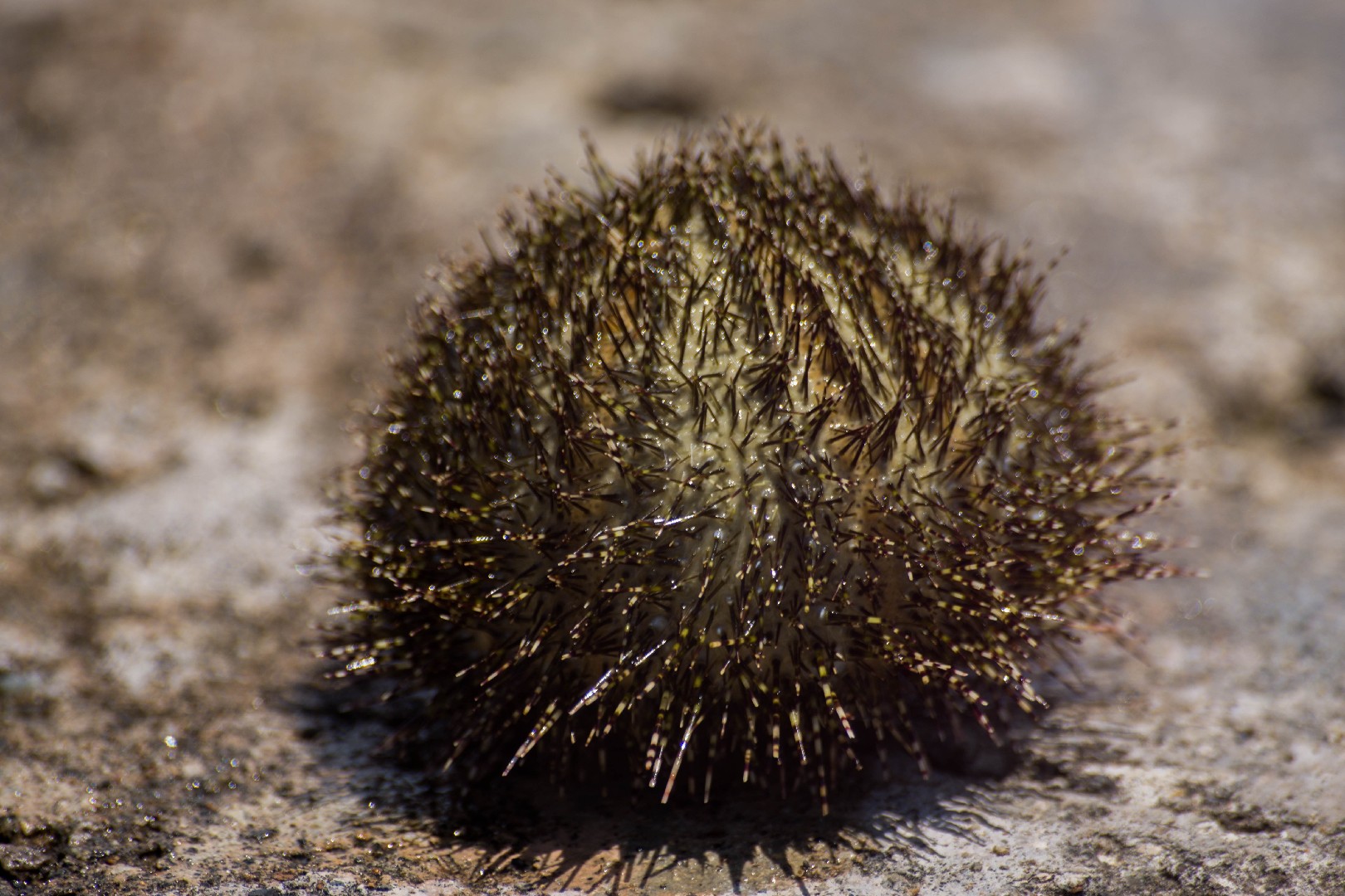 Green-spined salmacis (Salmacis sphaeroides)