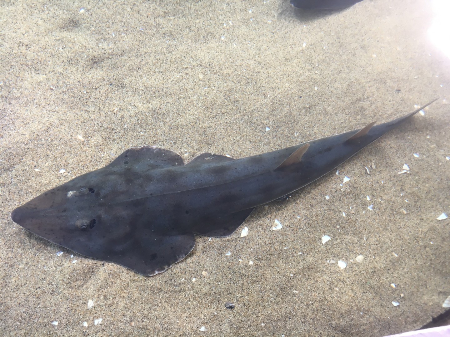 Shovelnose guitarfish (Pseudobatos productus)