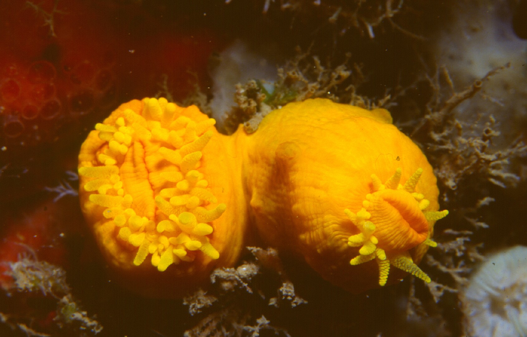 Corail solitaire jaune (Leptopsammia pruvoti)