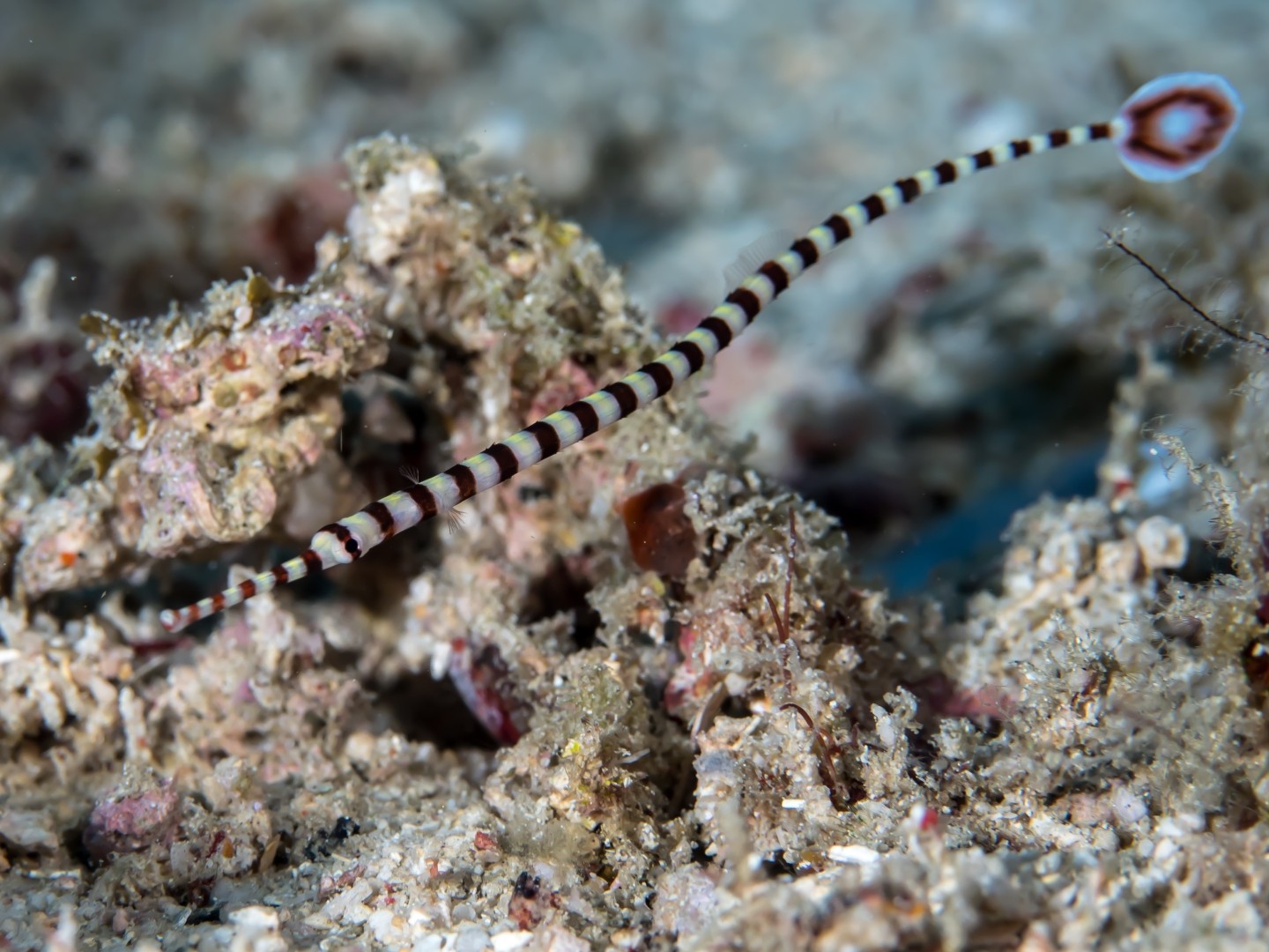 Flûte rayé (Dunckerocampus dactyliophorus)