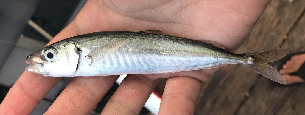 Jack mackerels (Trachurus)