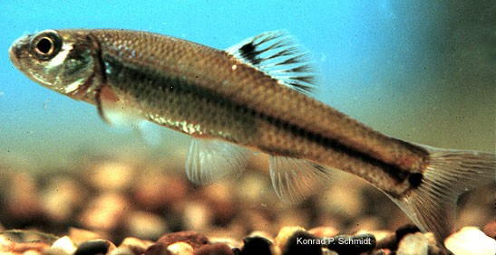 Bullhead minnow (Pimephales vigilax)