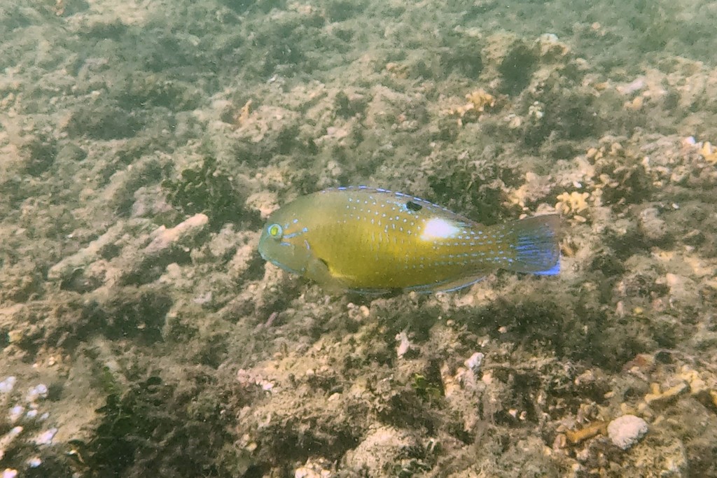 Tuskfishes (Choerodon)