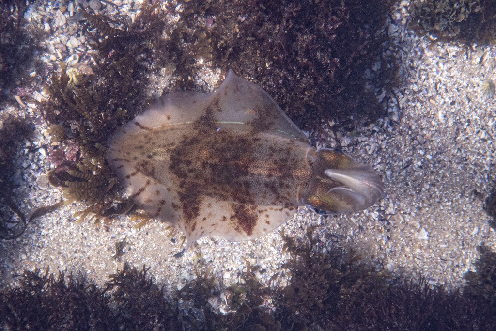 Reef squids (Sepioteuthis)