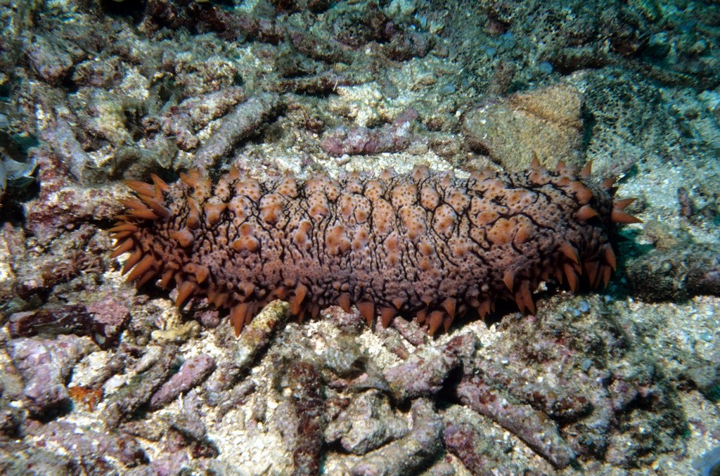 Blauwal (Balaenoptera musculus)