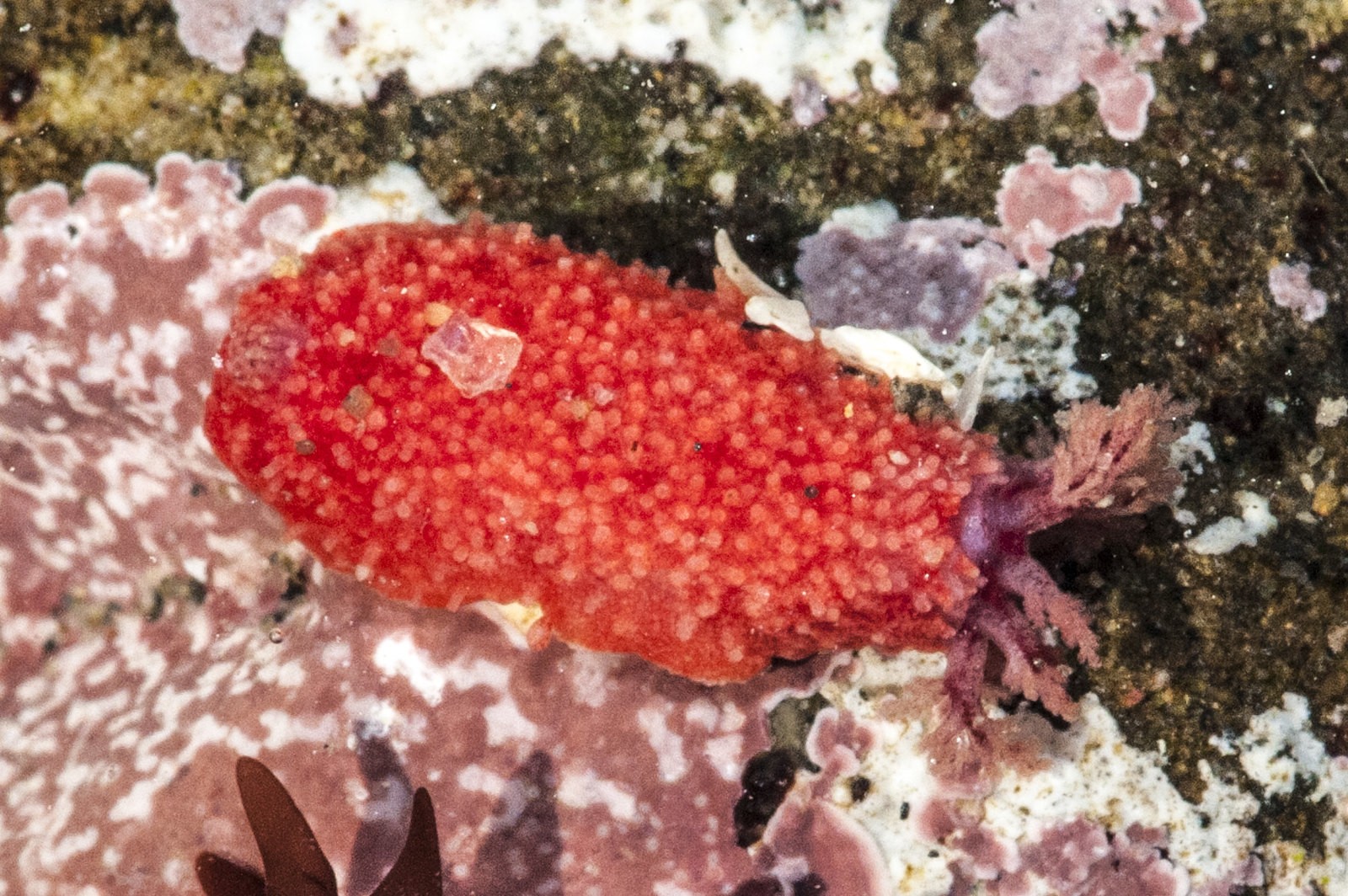 Scarlet dwarf sea cucumber (Lissothuria nutriens)