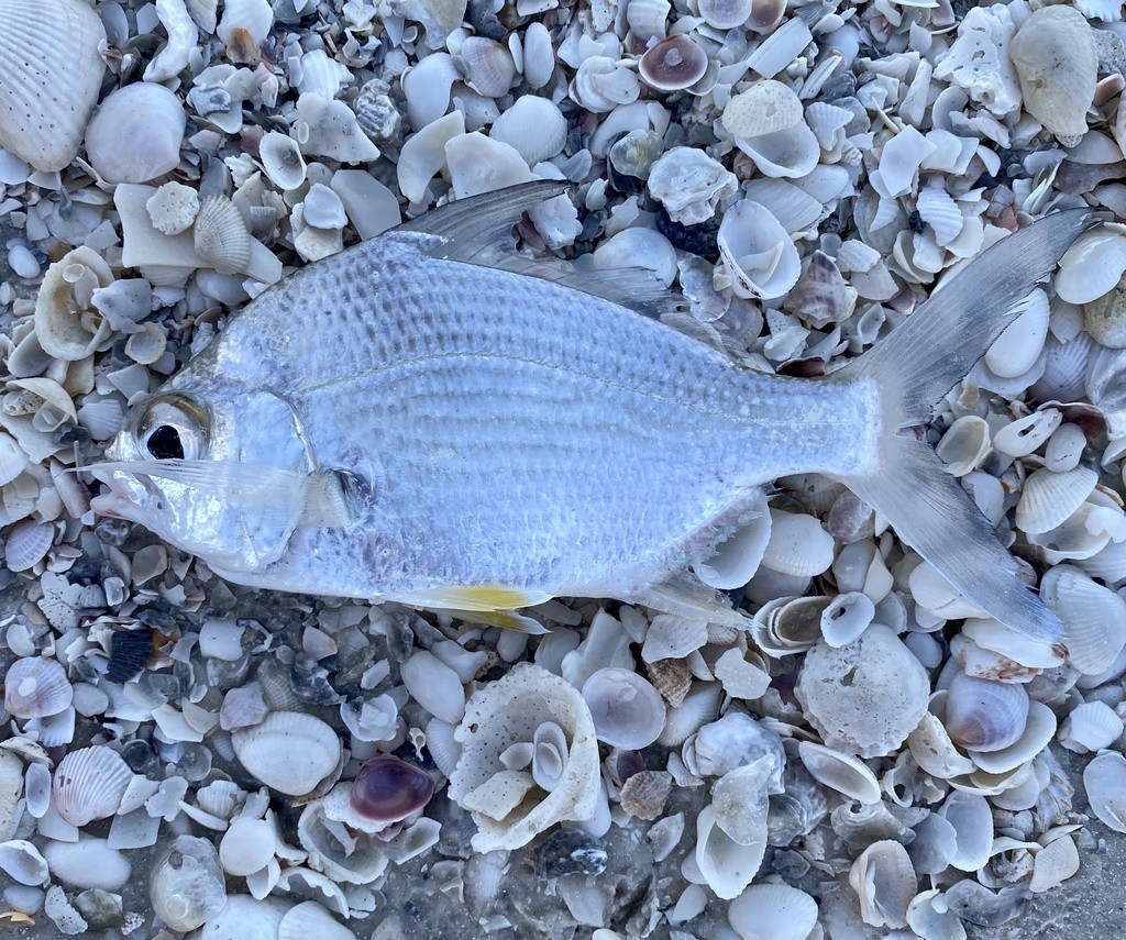 Broad shad (Diapterus auratus)