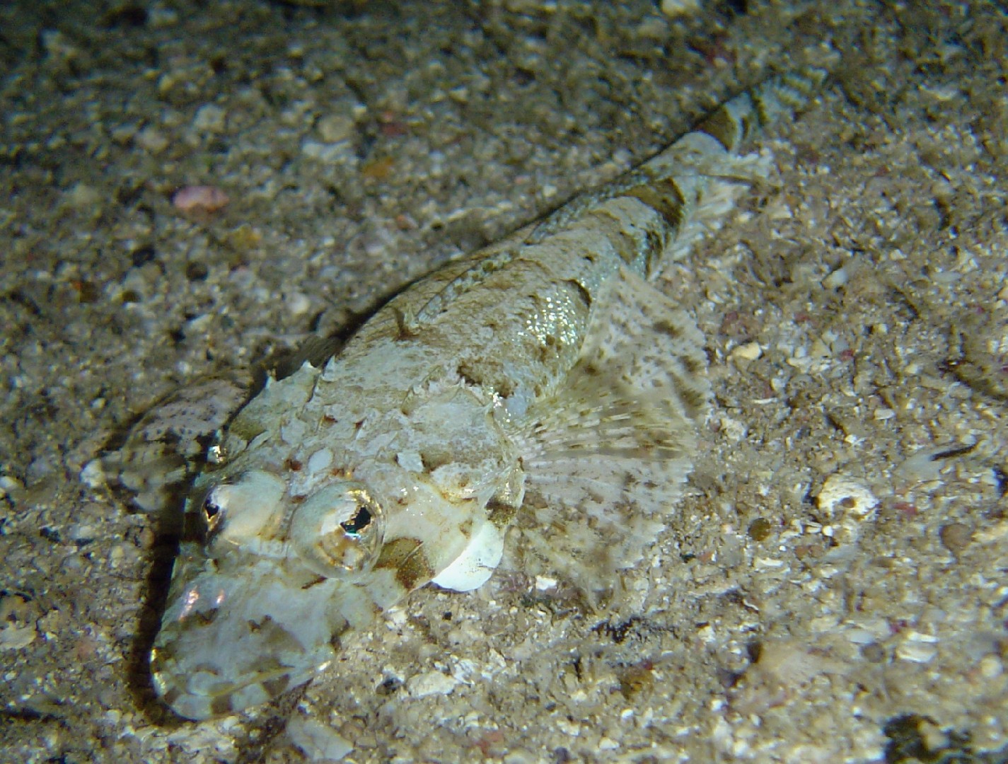 Poisson-crocodile de beaufort (Cymbacephalus beauforti)