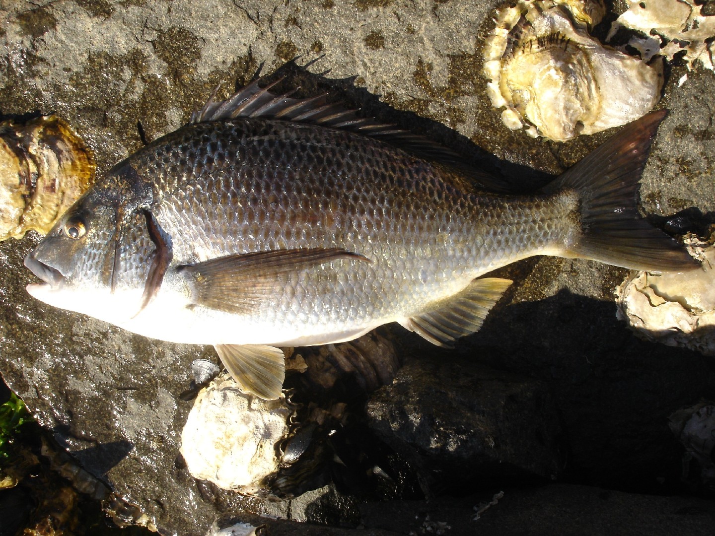 布氏棘鯛 (Acanthopagrus butcheri)