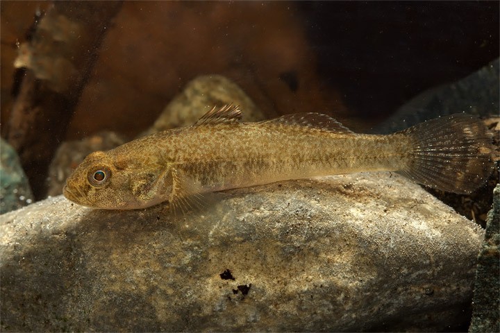 河鰕虎魚 (Padogobius bonelli)