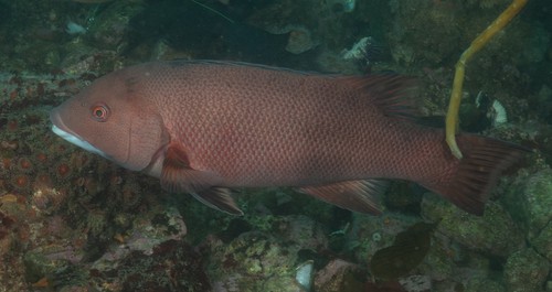 California sheep head (Semicossyphus pulcher)