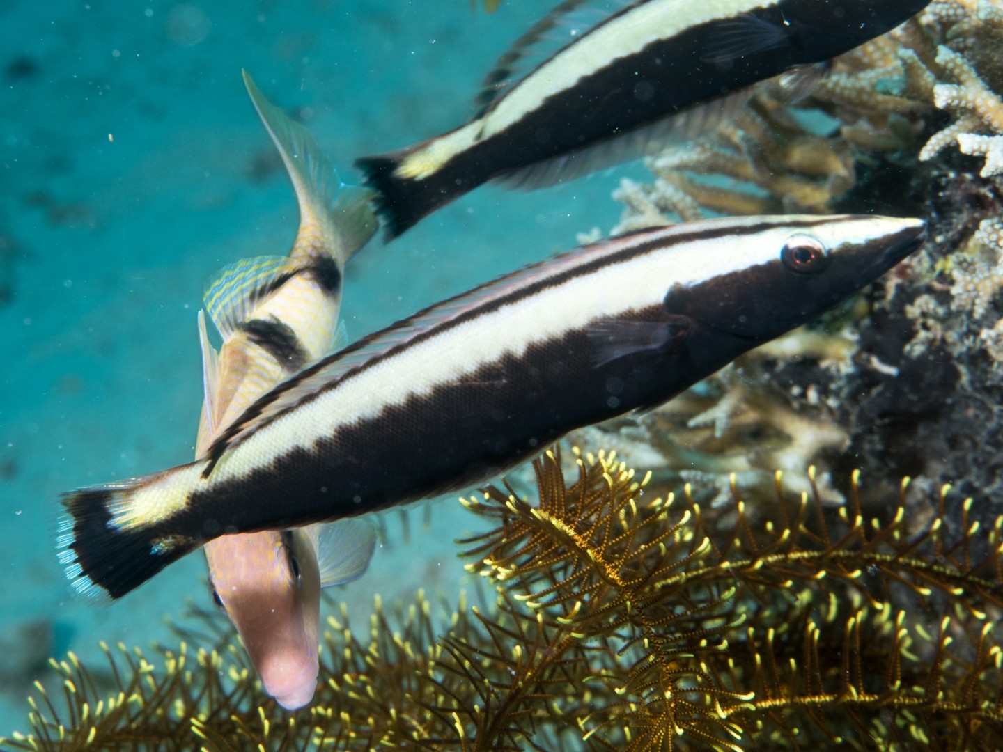 Ring wrasse (Hologymnosus annulatus)