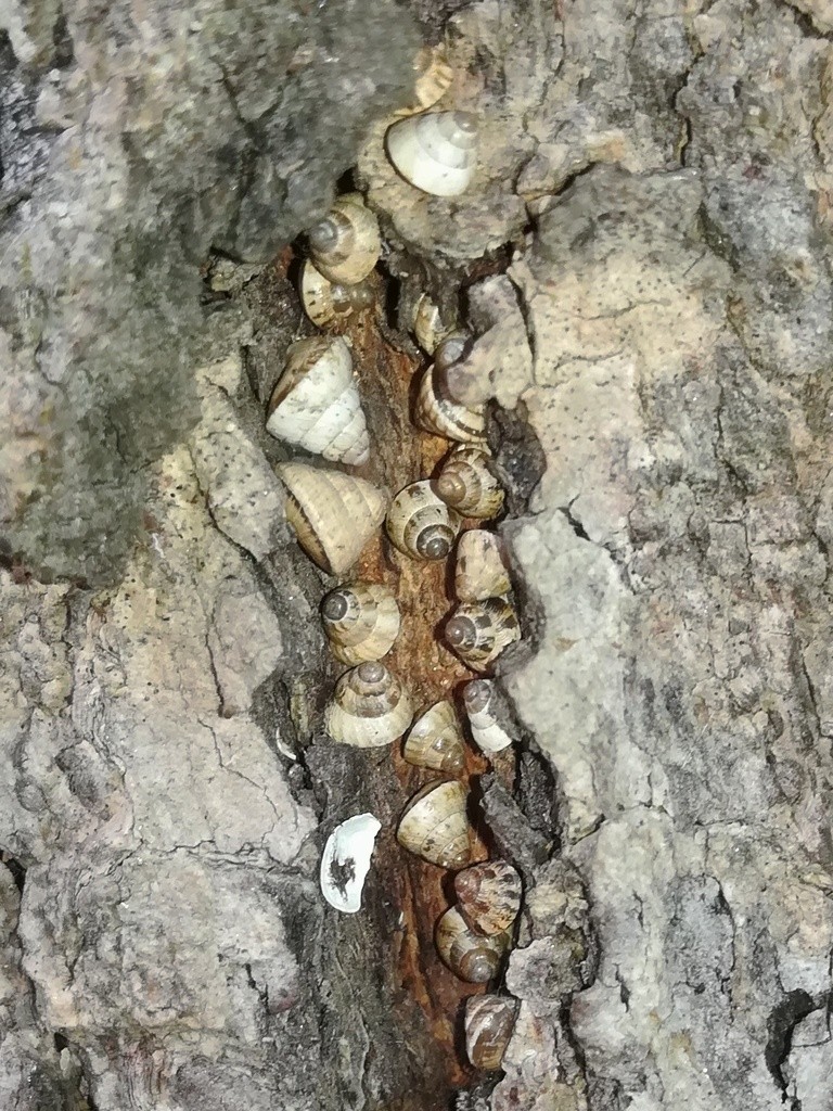 Snail (Cochlicella)