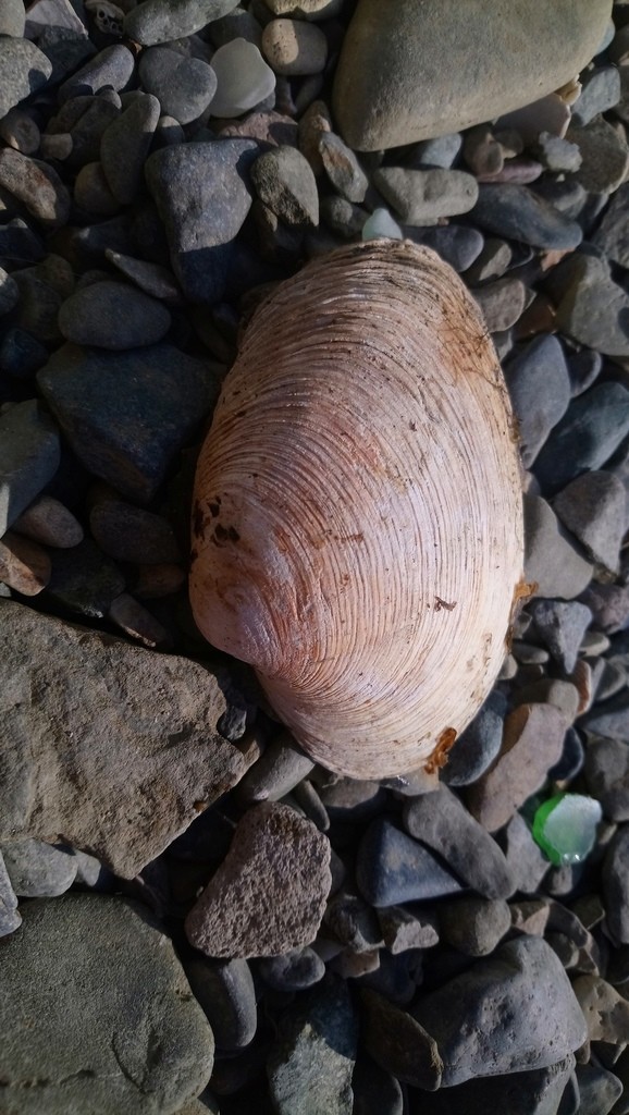 Washington clams (Saxidomus)