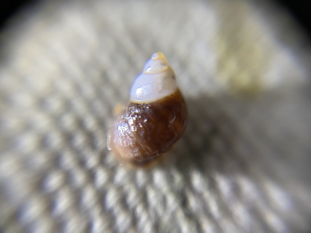 Lacuna snails (Lacuna)