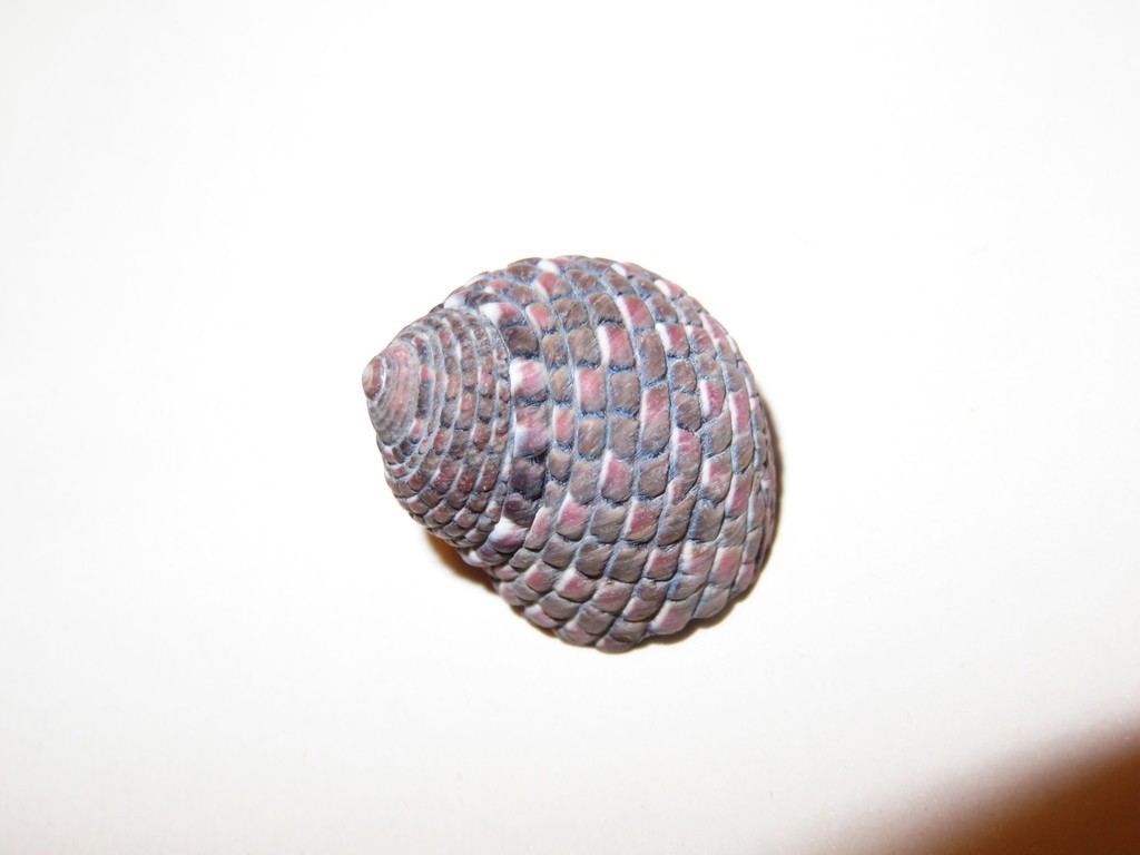 Monodonta (Monodonta)