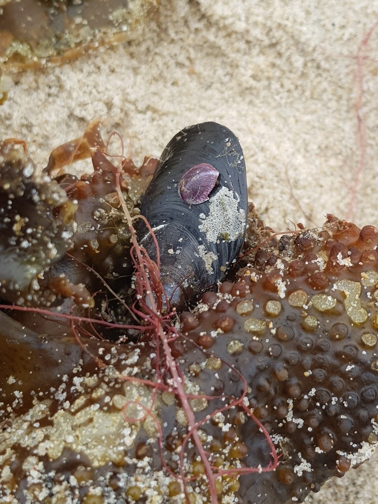 Half-slipper snails (Crepipatella)