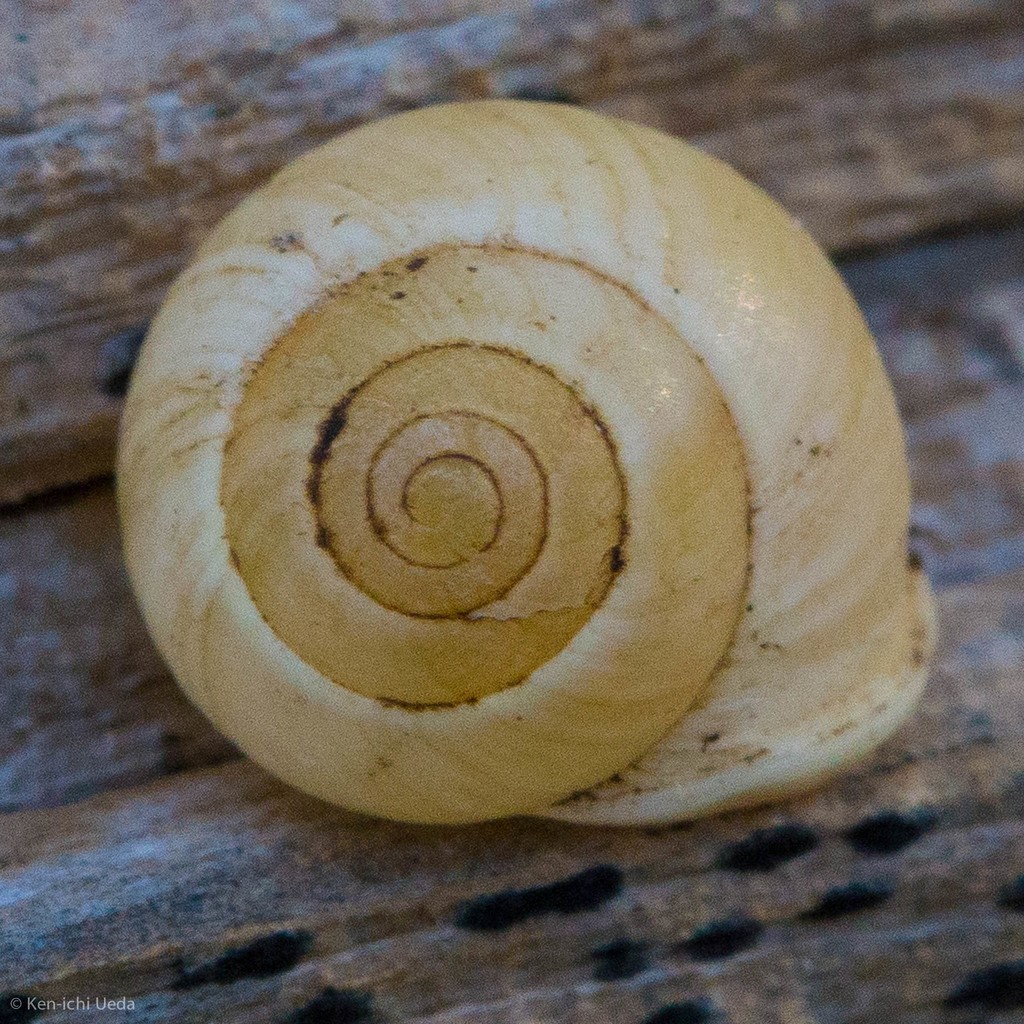 Helicinan snails and slugs (Helicina)