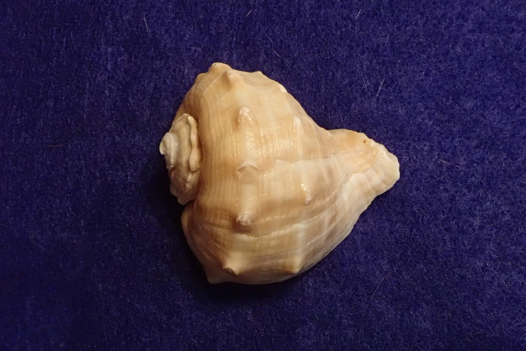 Rapa whelks (Rapana)