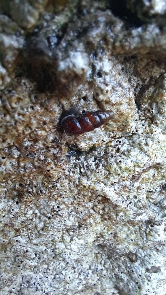 Chondrina avenacea (Chondrina avenacea)