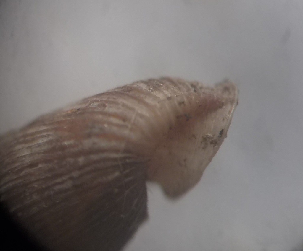 Laciniaria plicata (Laciniaria plicata)