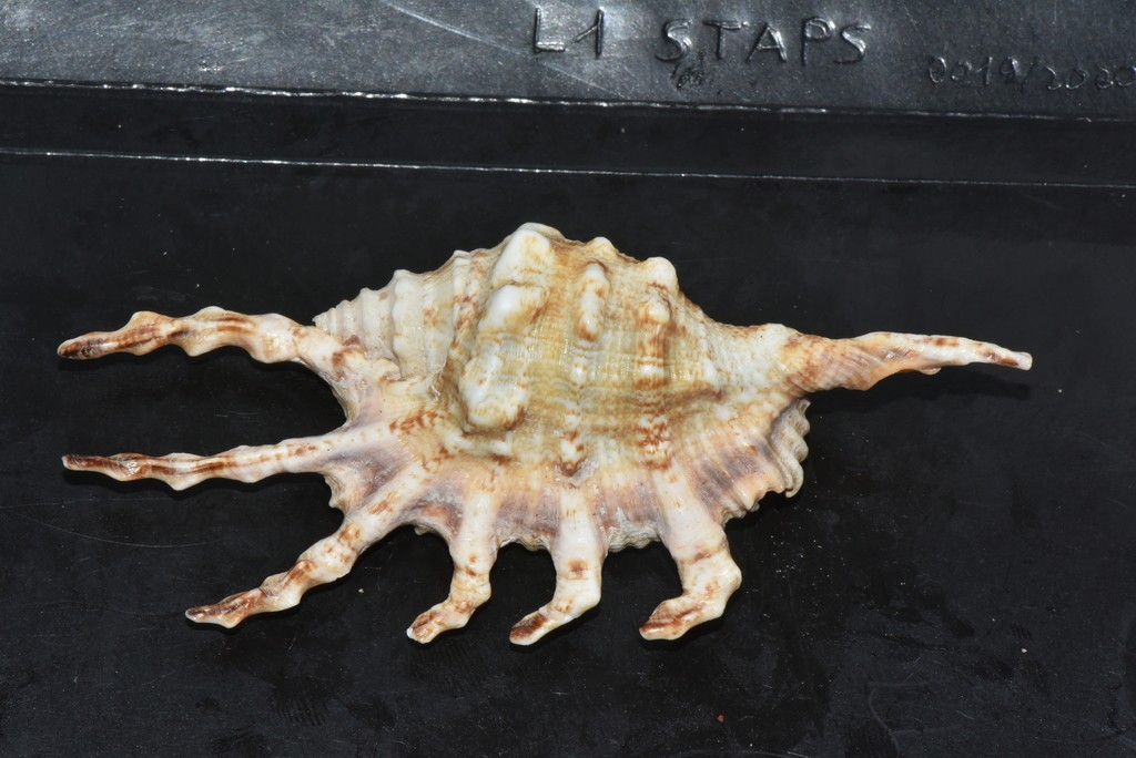 Spider conch (Lambis)
