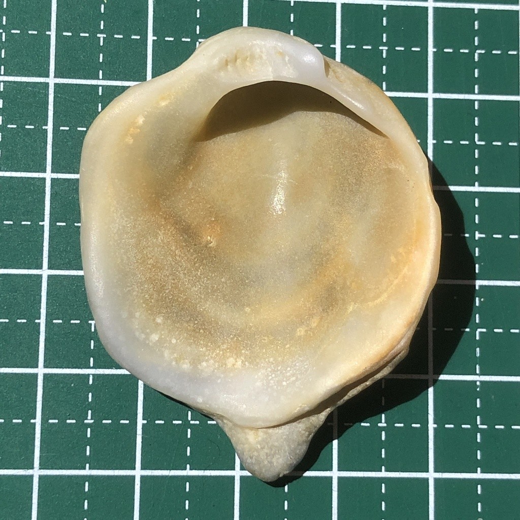 Almejas joyero (Chama)