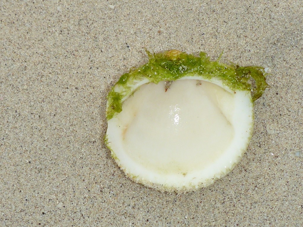 The bittersweet clams (Glycymeris)