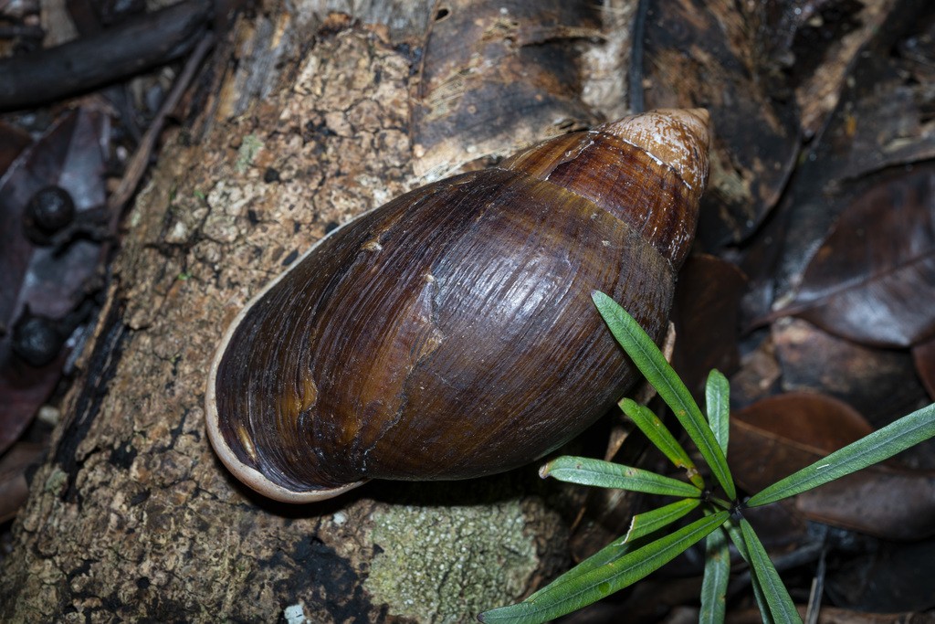 Flax snails (Placostylus)