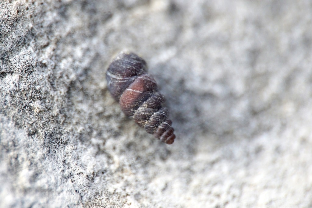 Chondrina (Chondrina)