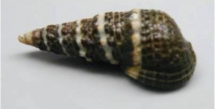 ウミニナ属 (Batillaria)