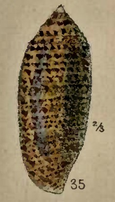 Conus nussatella (Conus nussatella)