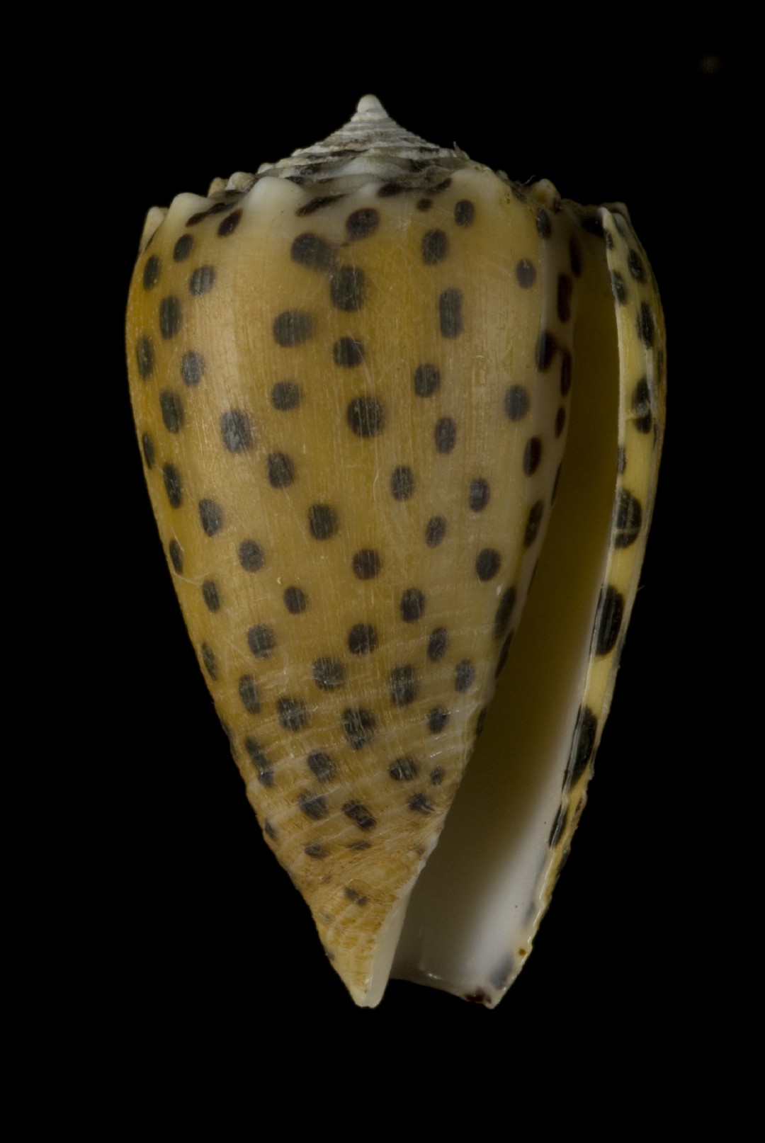 Conus pulicarius (Conus pulicarius)