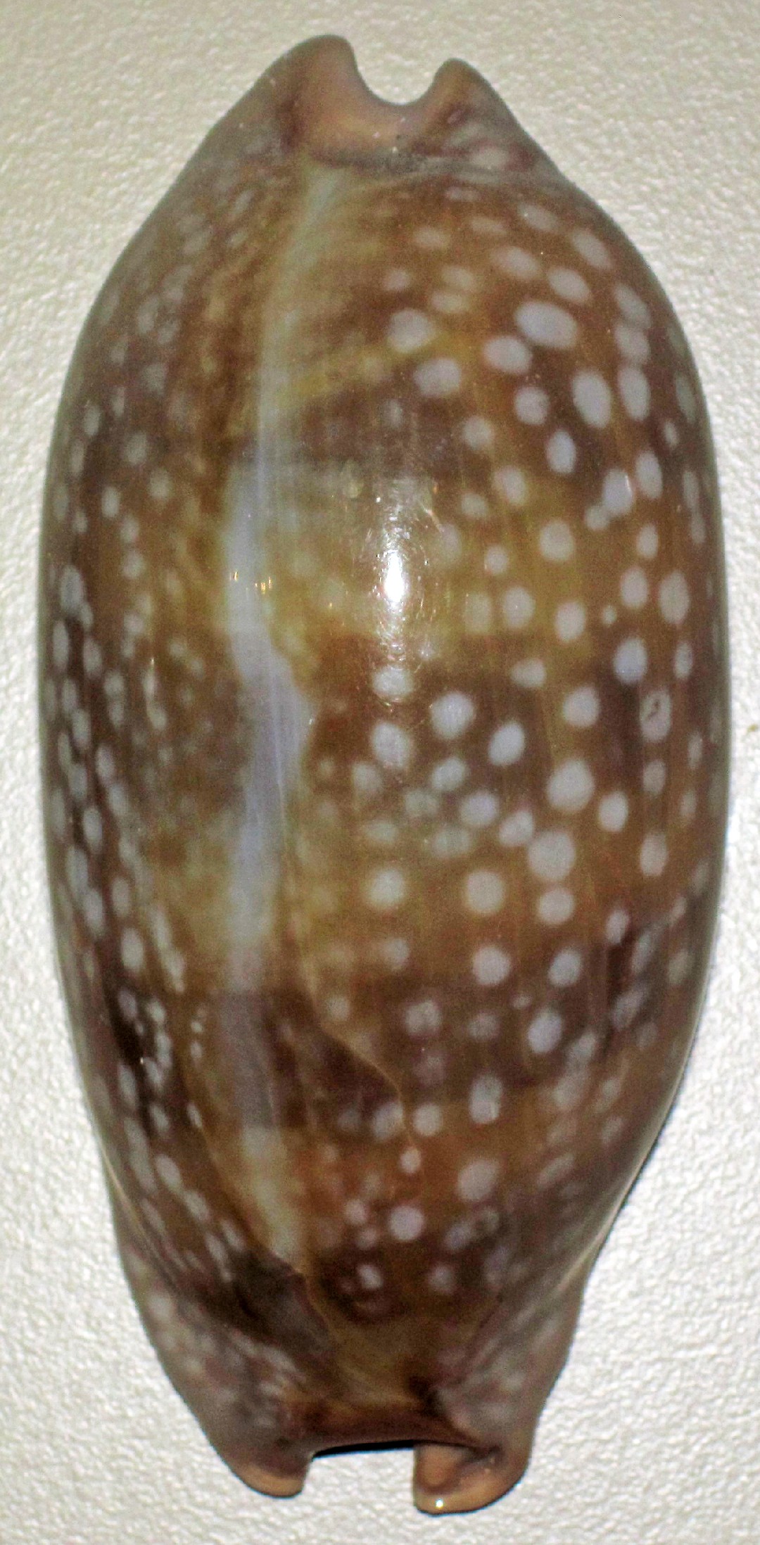 Macrocypraea (Macrocypraea)