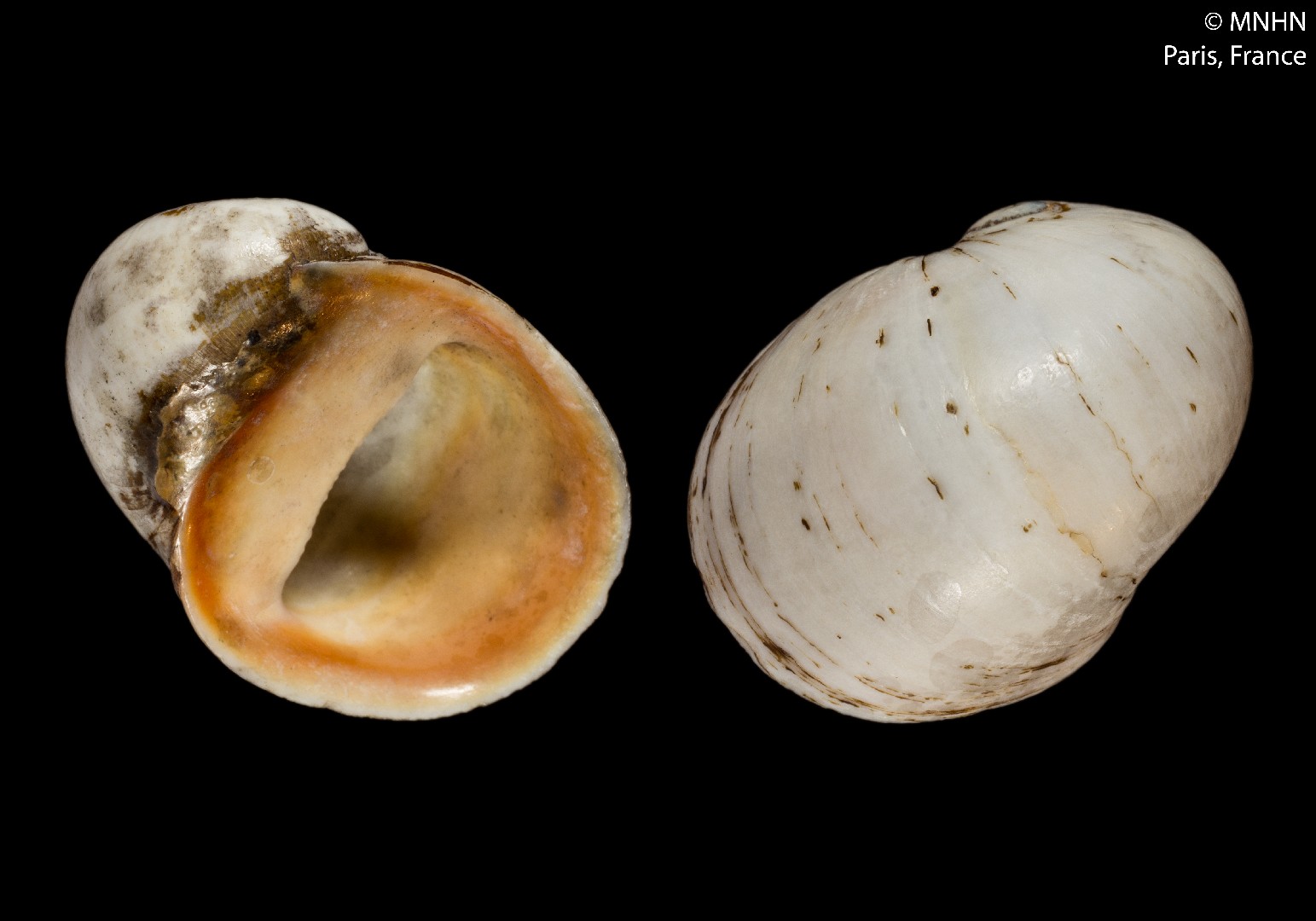 Nerite snails (Neritina)