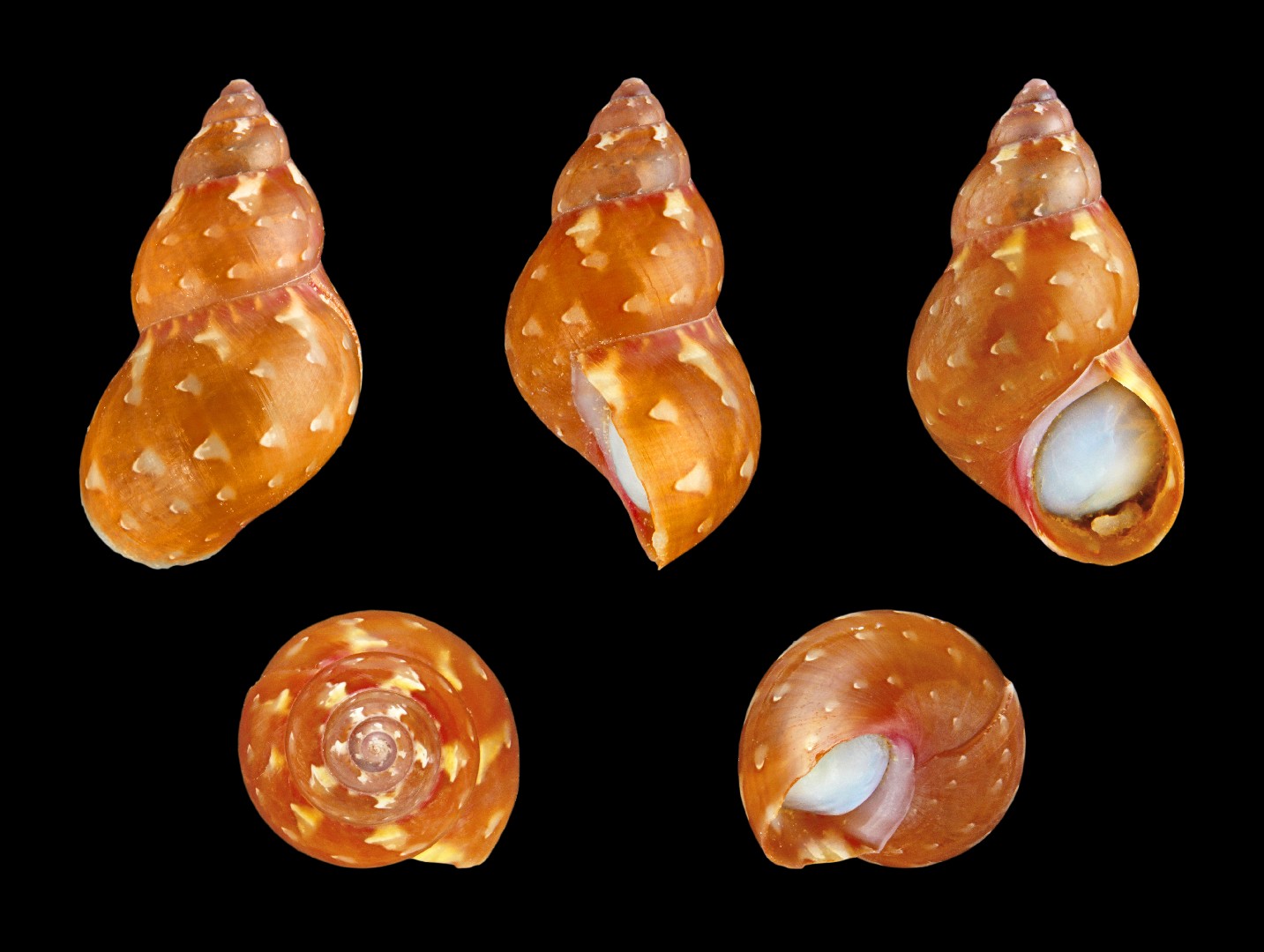 Phasianella (Phasianella) Picture Fish