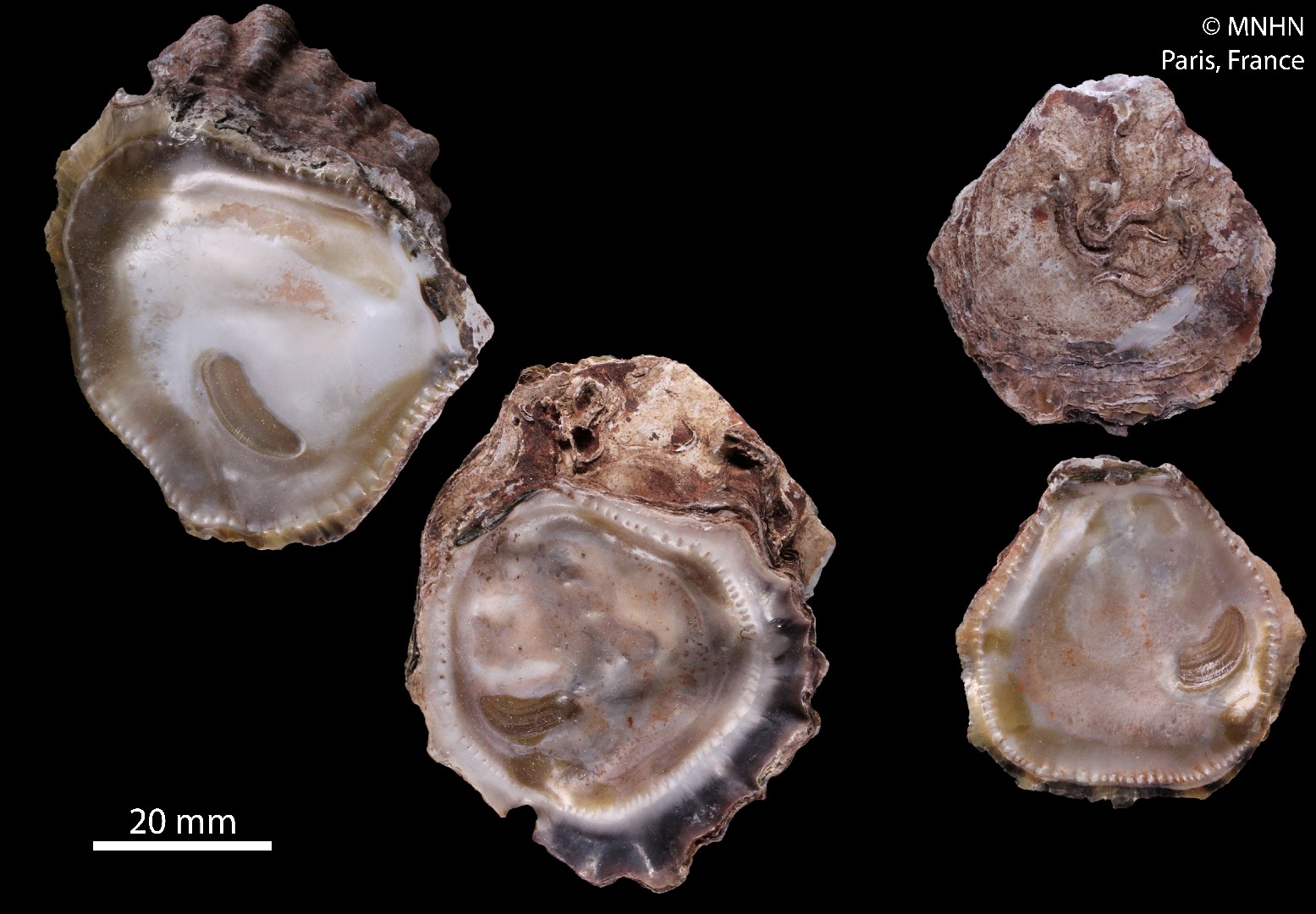 Rock oysters (Saccostrea)
