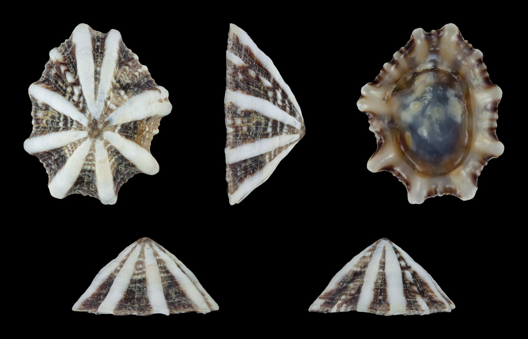 Siphonaria (Siphonaria) Picture Fish