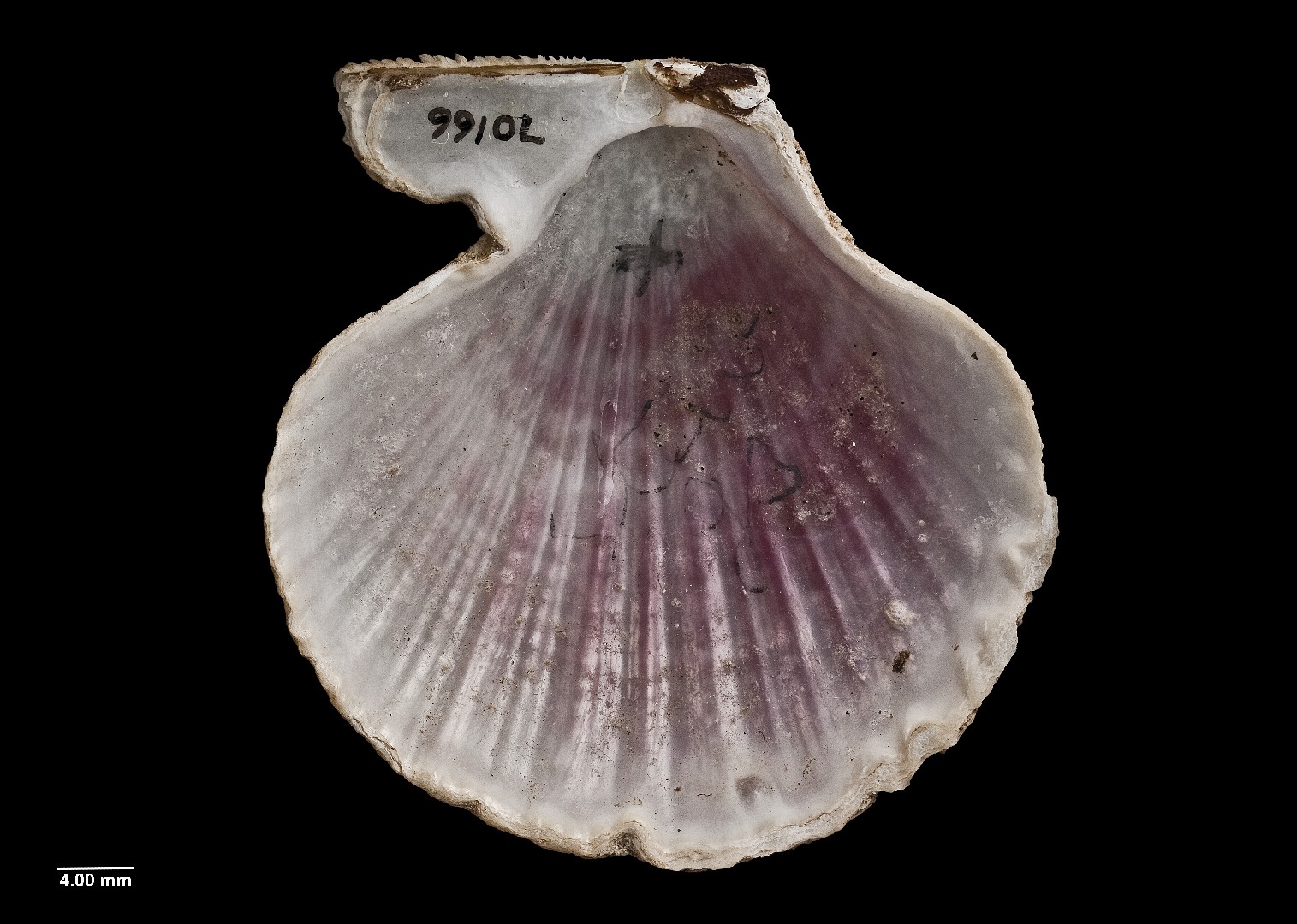Talochlamys zelandiae (Talochlamys zelandiae)