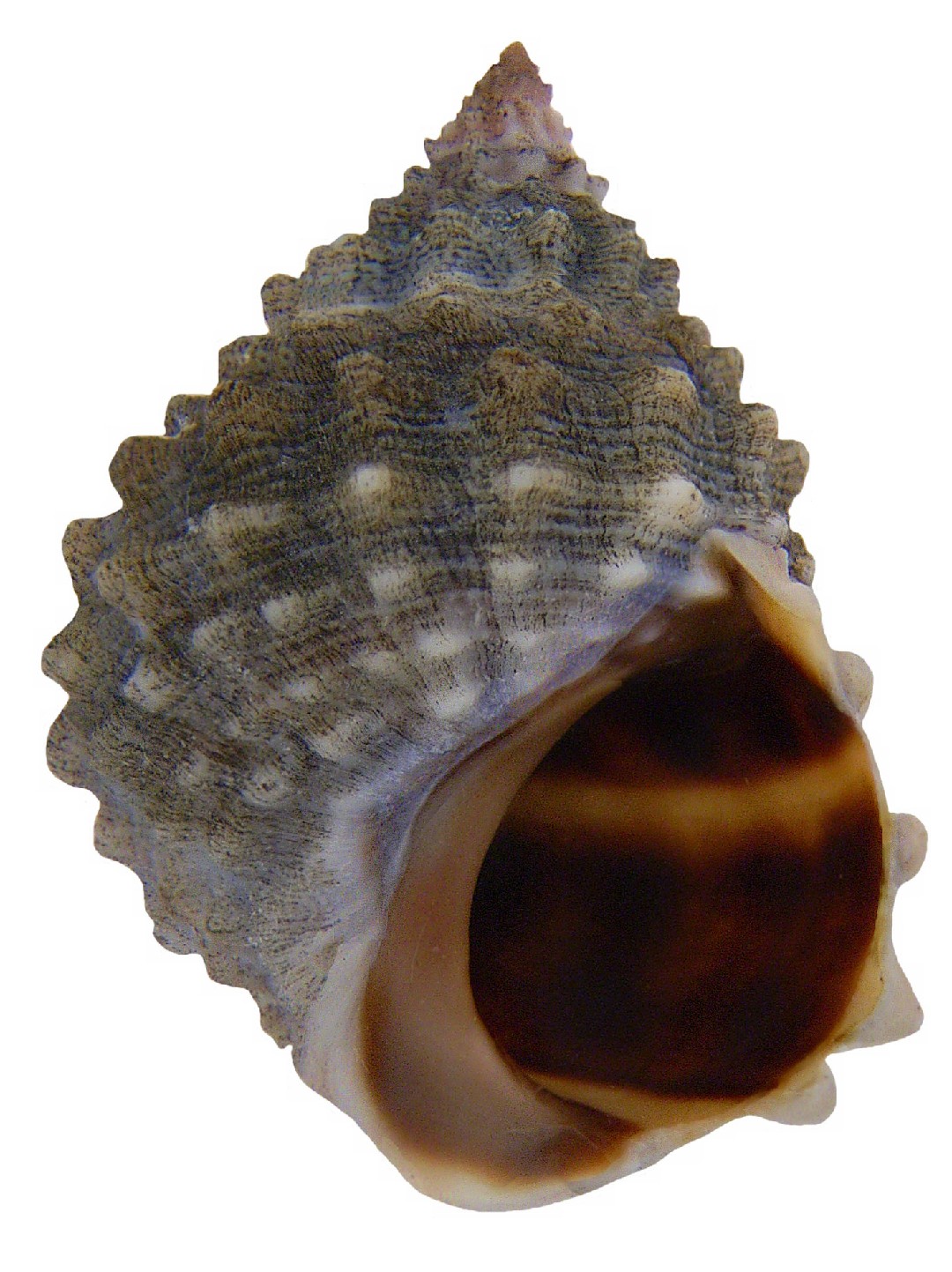 Plicopurpura columellaris (Plicopurpura columellaris)