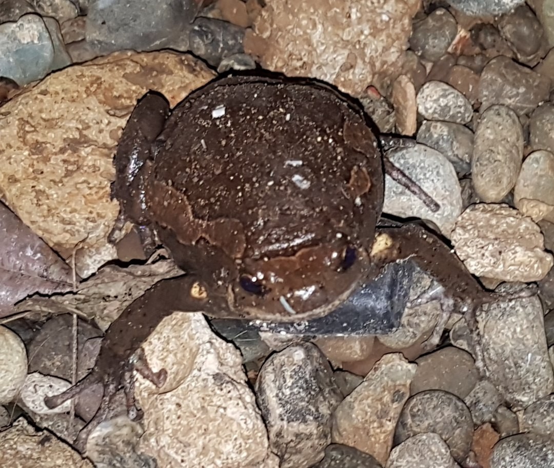 Asian narrowmouth toads (Kaloula)