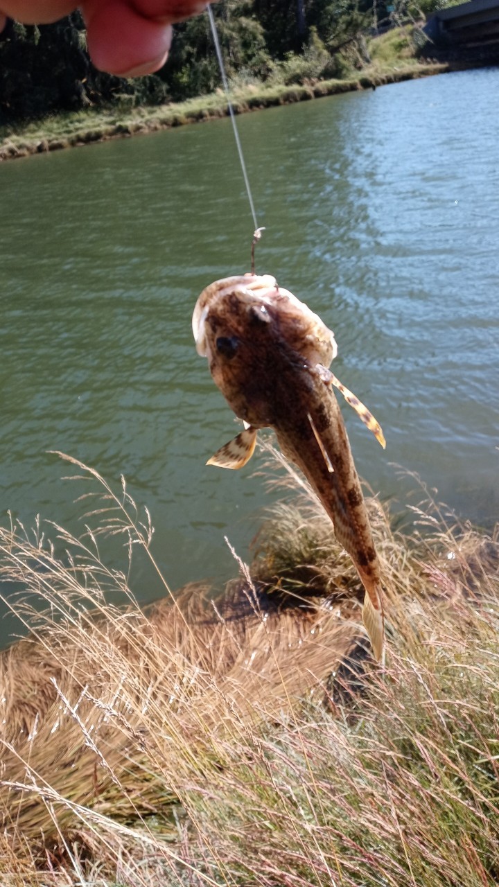 太平洋鹿角杜父魚 (Leptocottus armatus)