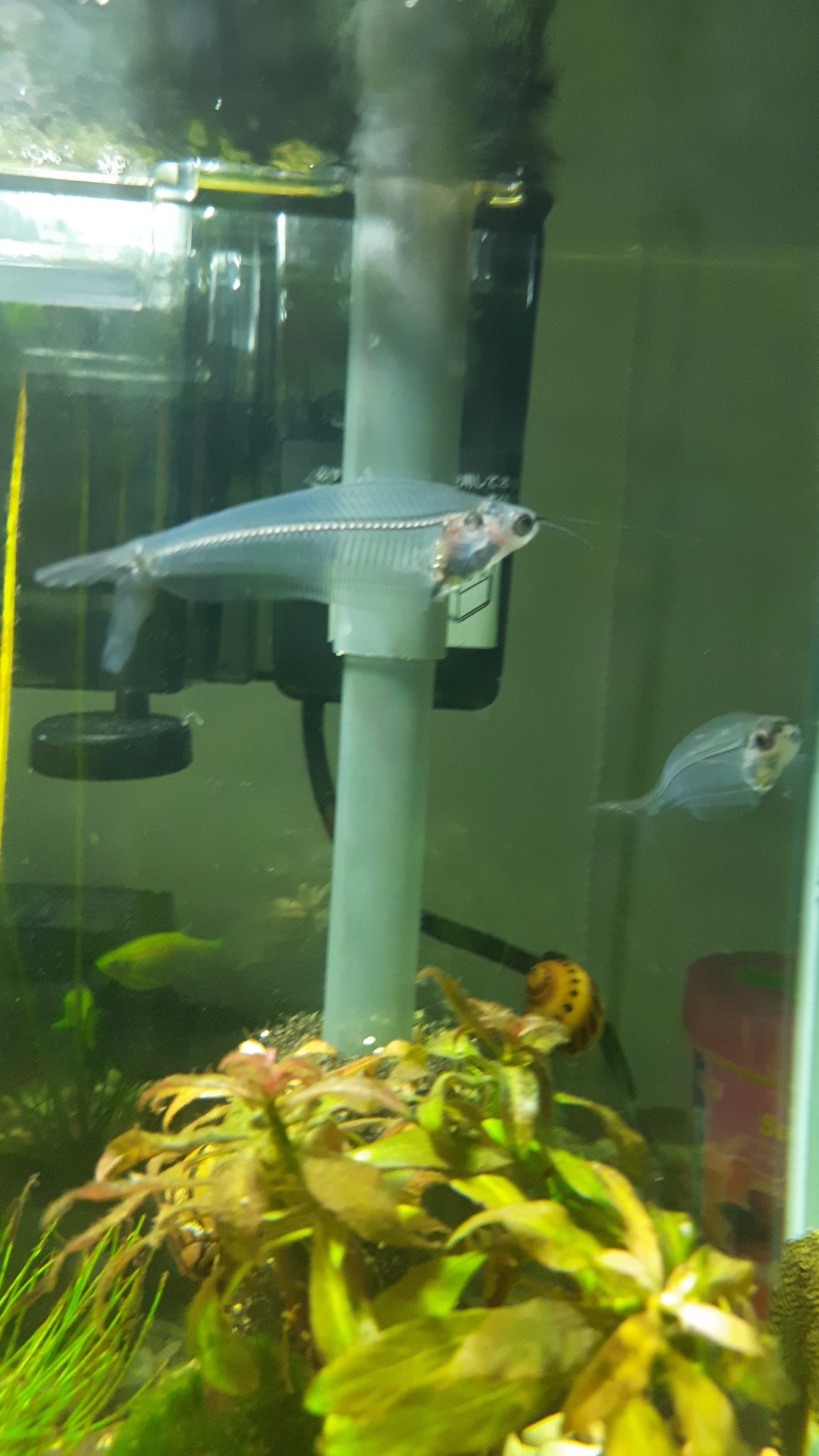 Glass catfish (Kryptopterus vitreolus)