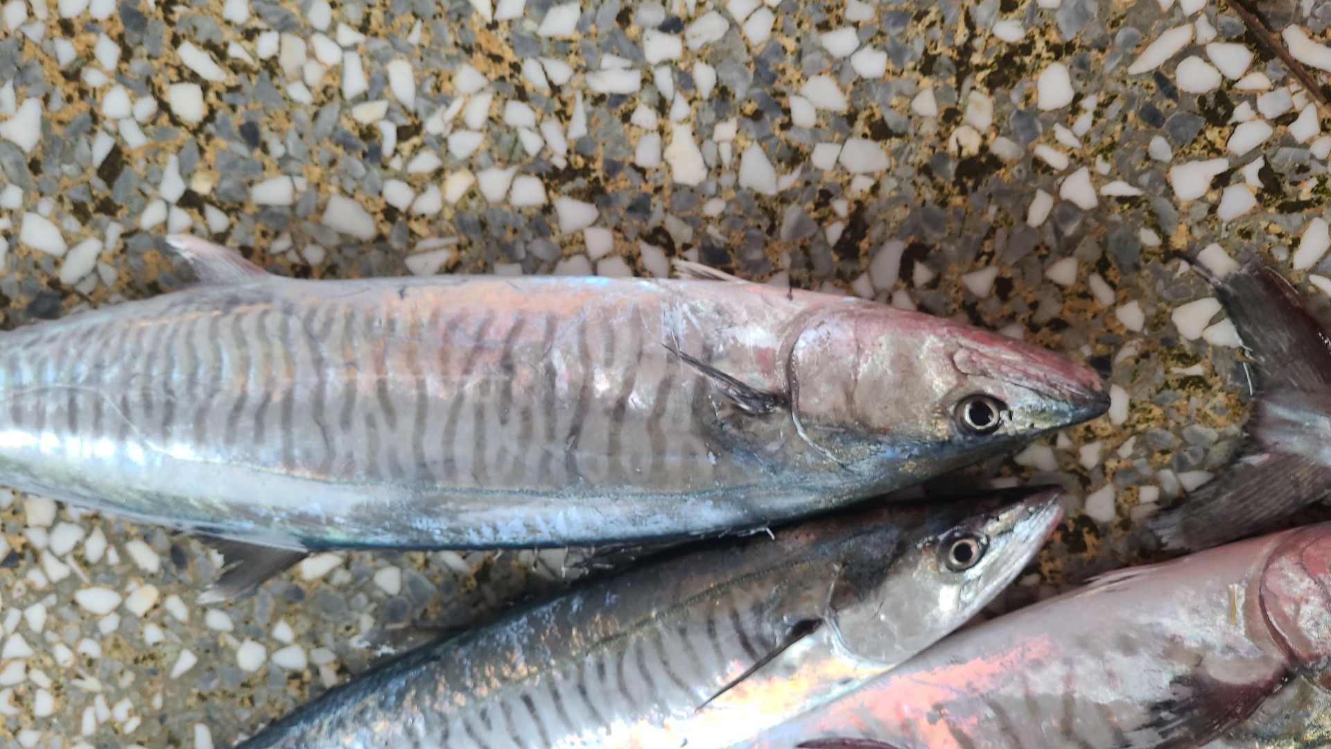 Narrow-barred spanish mackerel (Scomberomorus commerson)