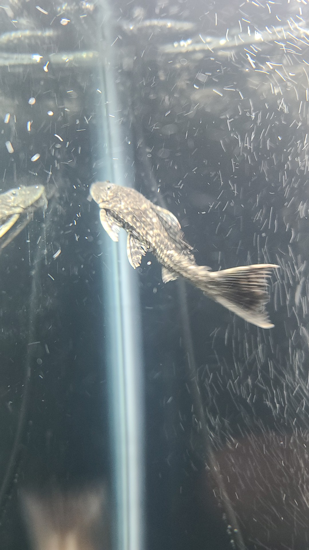 Chupa-algas (Hypostomus plecostomus)