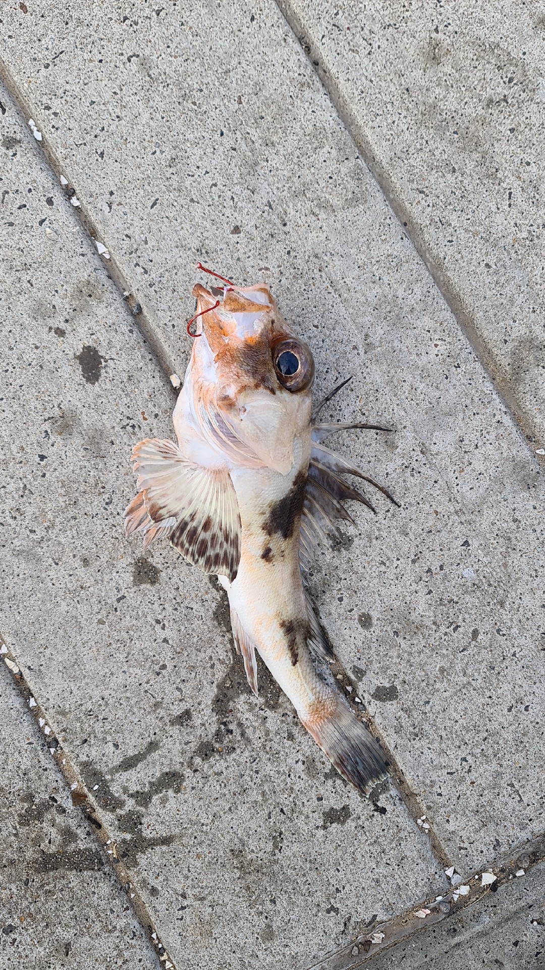 Cobbler perch (Neosebastes scorpaenoides)