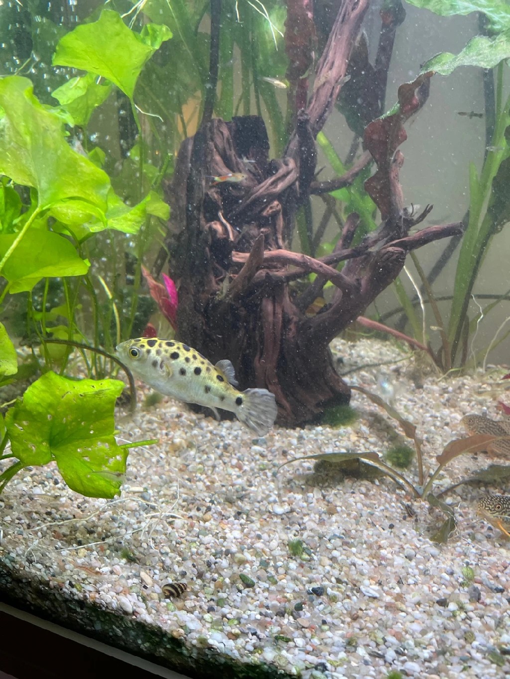 Green puffer fish (Dichotomyctere nigroviridis)